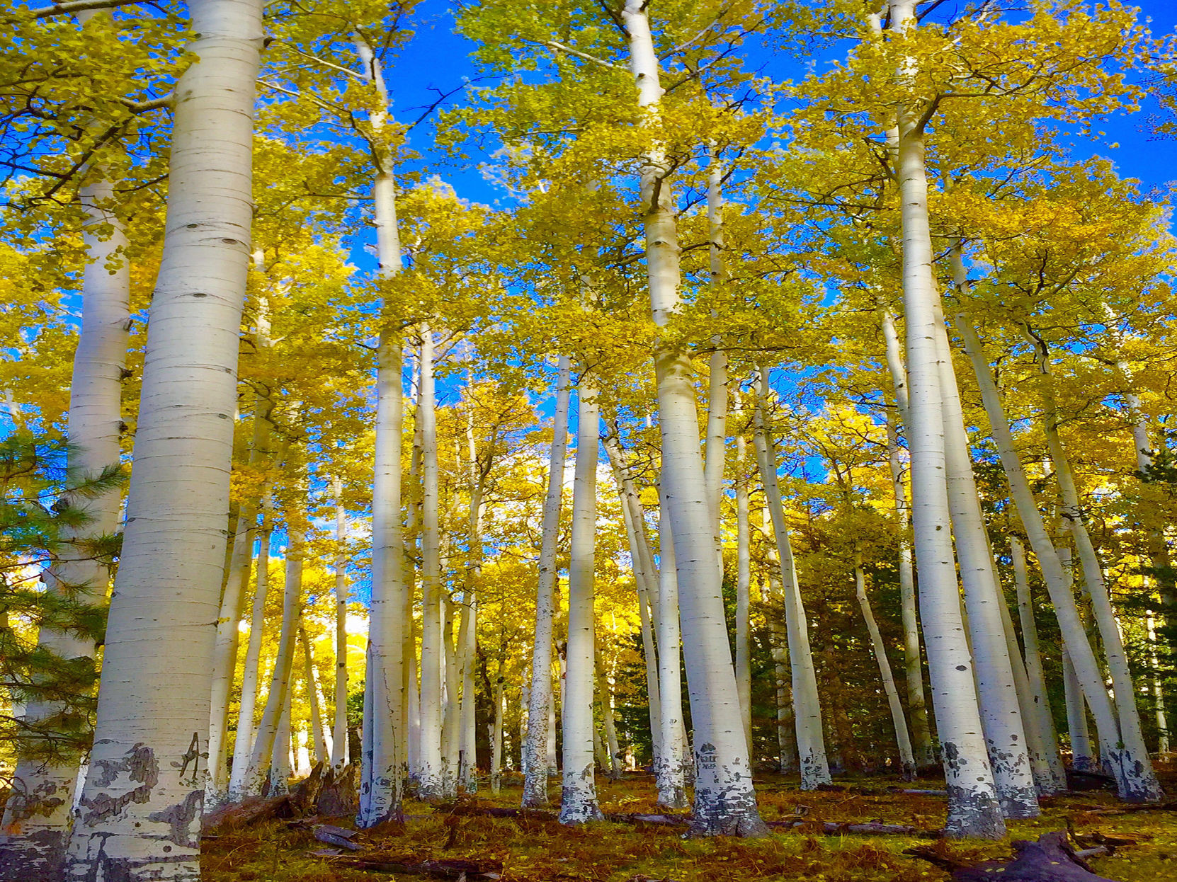 Autumn on the trail